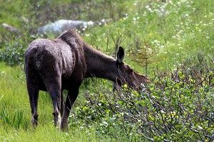 HUNGRY: A moose cow forages for greens in an alpine meadow in Gros Morne National Park, western Newfoundland. (Jan Jekielek/The Epoch Times)
