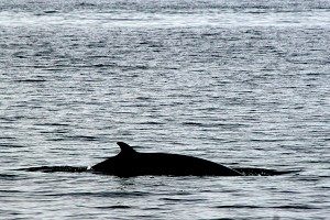 A Minke Whale comes up for air near Twillingate, Newfoundland, Canada. (Jan Jekielek/The Epoch Times)