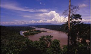 Auf einem Hektar Regenwald finden sich 250 verschiedene Baum- und annähernd 1.500 unterschiedliche Pflanzenarten. - Río Napo. (Foto - Dr. Jutta Ulmer und Dr. Michael Wolfsteiner) 