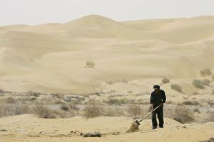 Ein Dorfbewohner pflanzt Bäume um dem Sandtreiben in der Hobq Wüste Einhalt zu gebieten, 5. Mai 2006 in der inneren Mongolei. Laut Staatsmedien wachsen Chinas Wüsten wegen Dürren, der Zerstörung von Grasland und der Umweltverschmutzung  mehr als  doppelt so schnell wie vor 20 Jahren, ein Drittel des Landes ist mit Wüste bedeckt. (China Fotos/Getty Images)