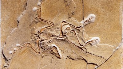 Urvogel Archaeopteryx lithographica mit vier Flügeln?