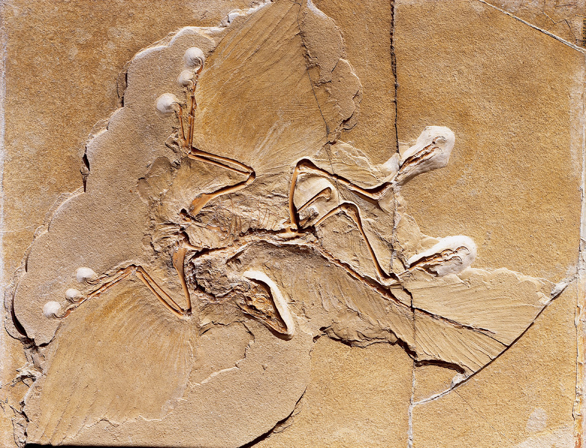 Urvogel Archaeopteryx lithographica mit vier Flügeln?