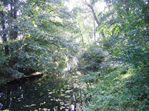 Hammergraben bei den Lacomaer Teichen – gefährdet durch Vattenfalls Braunkohletagewerk. Im Jahre 2003 wurde dieses Paradies als europäisches Natura 2000-Schutzgebiet ausgewiesen. (