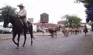 AVENUE STROLL, TEXAS STYLE: The cattle drive down Exchange Avenue in Ft. Worth is the only one of its kind in the world. (Terri Hirsch)
<!-- /11053247/etd21_300x250_1 -->
<div id=