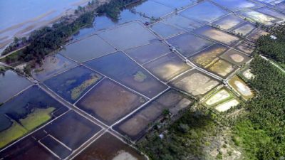 Erhöhte Gehalte an Naturstoffen in Fisch potentiell krebserregend