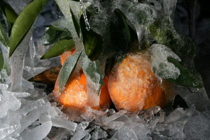 Ernte erfroren