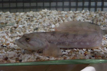 Weniger Fische durch wärmeres Wasser