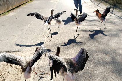Nachmittags-Spaziergang