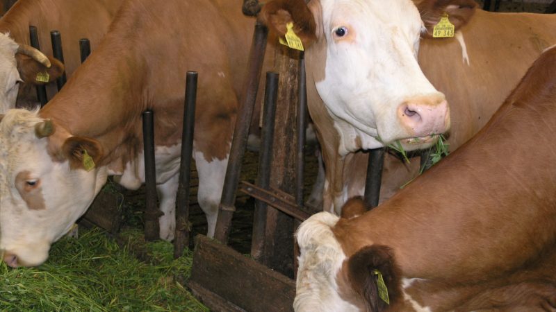Bundeskartellamt will Milchmarkt aufmischen – Milchbauern bezeichnen Änderungsvorschläge als „weltfremd“