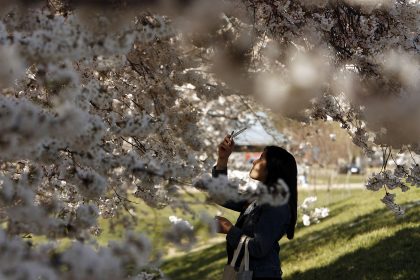 Sakura Sakura…