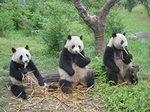 Diese Riesen-Pandas scheinen nur rumzuhängen und ständig zu fressen. (