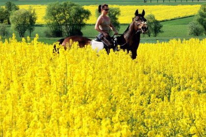 Reiten im Raps