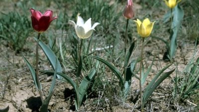 Wildtulpen – die Juwelen der Steppe