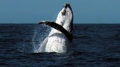 Whale Watching on Sydney Harbour