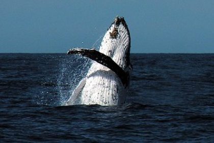 Whale Watching on Sydney Harbour