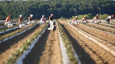 Öko-Test: Krebserregende Pestizide in Erdbeeren aus Spanien  – Wasserknappheit verwandelt das Land zur Wüste