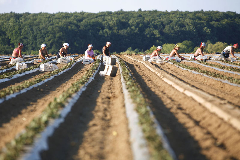 Öko-Test: Krebserregende Pestizide in Erdbeeren aus Spanien  – Wasserknappheit verwandelt das Land zur Wüste