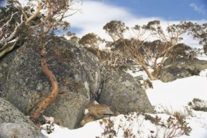 Le fabuleux mont Kosciuszko