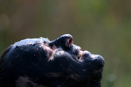 Die Kraft im Schlamm