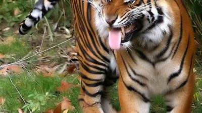 Dreibeiniger Tiger überlebt im Dschungel von Sumatra