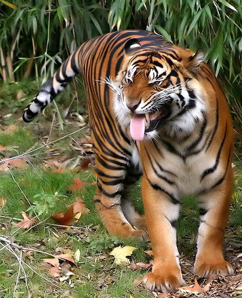 Dreibeiniger Tiger überlebt im Dschungel von Sumatra