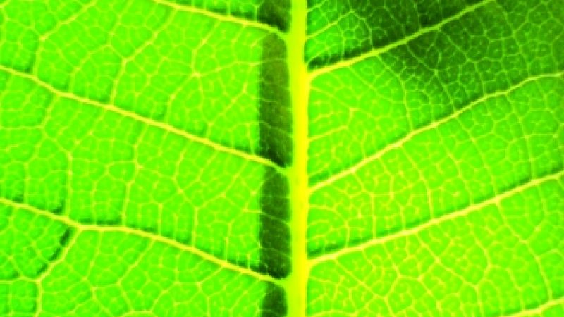 Energielieferant Wasserstoff könnte klimaneutral nach dem Photosyntheseprinzip entstehen.