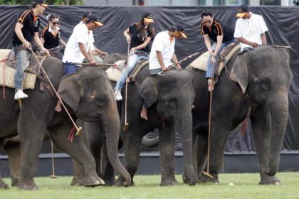 Polo auf Elefant