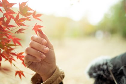 Herbst – Von Rainer Maria Rilke