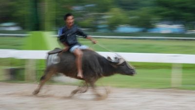 Water Buffalo Racing in Borneo