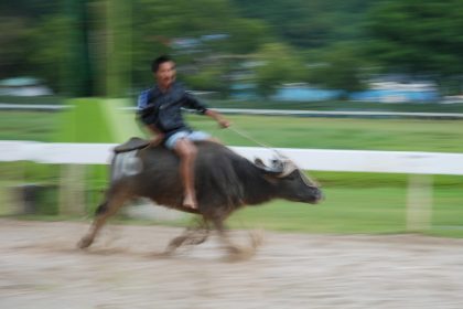 Water Buffalo Racing in Borneo