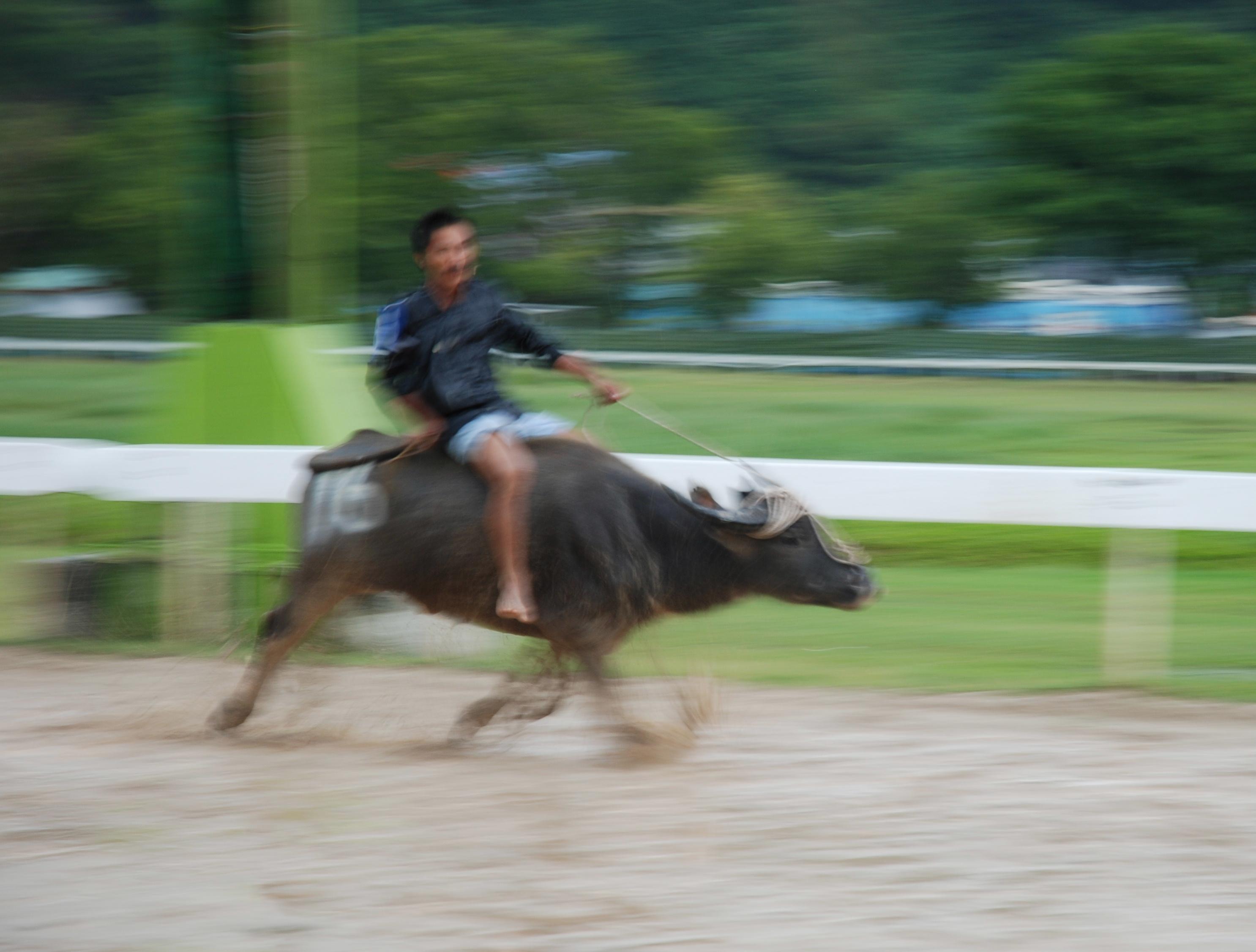 Water Buffalo Racing in Borneo