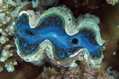 Entdeckungen unter Wasser