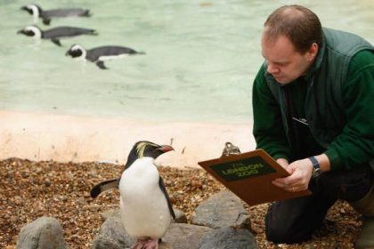 Hallo Pinguin!