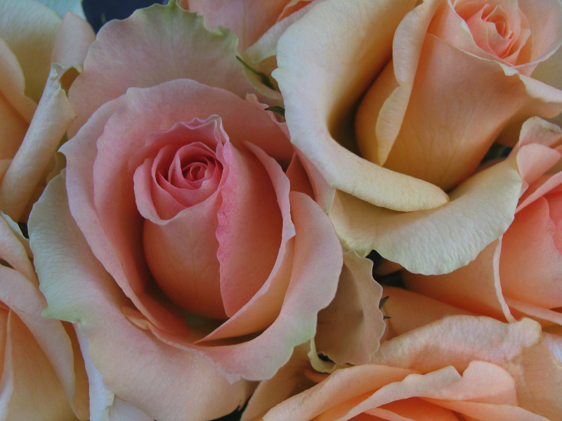 Rosen – nicht nur zum Valentinstag – mal anders