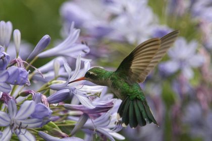 Kolibri