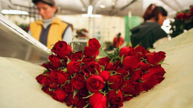 Zum Valentinstag 450 Fußballfelder voller Rosen