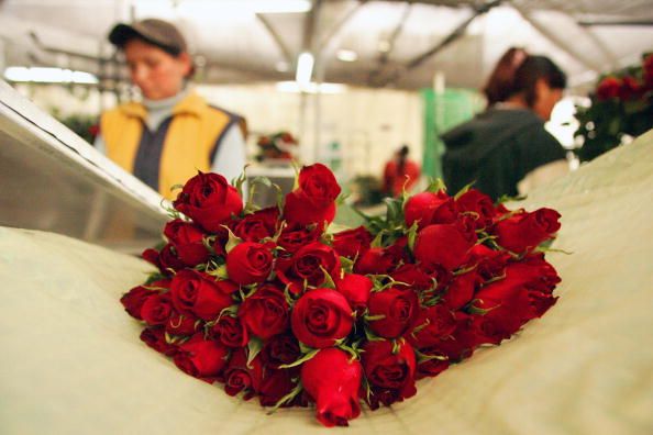 Zum Valentinstag 450 Fußballfelder voller Rosen