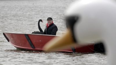 Petra und der weiße Schwan