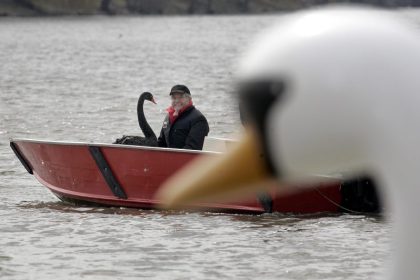 Petra und der weiße Schwan