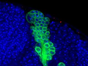Neuronale Vorläuferzelle (grün) erzeugt eine Vielzahl von Nervenzellen im Gehirn der Taufliege. (Universität Basel)
