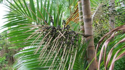 Ökologie und Fair Trade auf der BioFAch