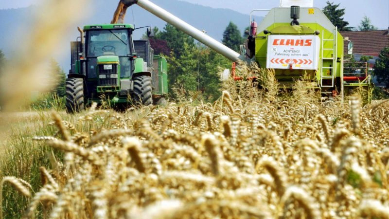 Bauernverband: Landwirte ernten weniger Getreide als 2015