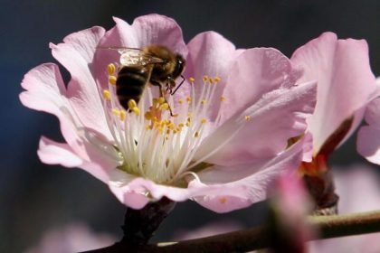 Bienennahrung