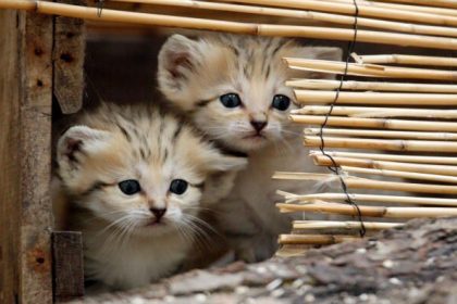 Sandkatzen