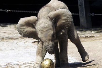 Tierisches Fußballfieber?