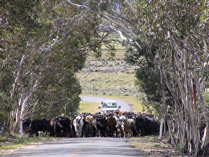 Ein Landwirt treibt seine Herde mit einem Allradfahrzeug die Straße entlang auf der Suche nach saftigem Gras in der Nähe von Goulburn. Die südlichen Staaten und Sydney erlebten den trockensten Mai seit dem Beginn der Aufzeichnungen. (Neil Sands/AFP/Getty Images)