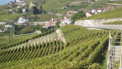 Die hängenden Weingärten des Lavaux