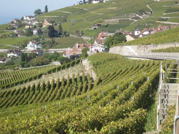 Die hängenden Weingärten des Lavaux