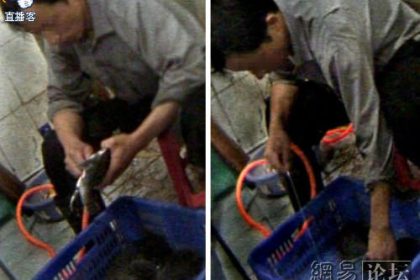 Lebensmittelskandal bei Weichschildkröten in China