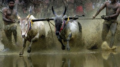 Maramadi-Stier-Rennen